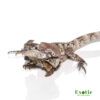 Frilled Dragon for sale