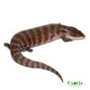 Irian Jaya Blue Tongue Skink for sale