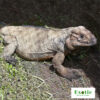 Rhinoceros iguana for sale