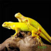 Albino Iguana for sale
