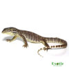 Buy Argus Monitor for sale