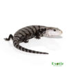 Axanthic Halmahera Blue Tongue Skink for sale