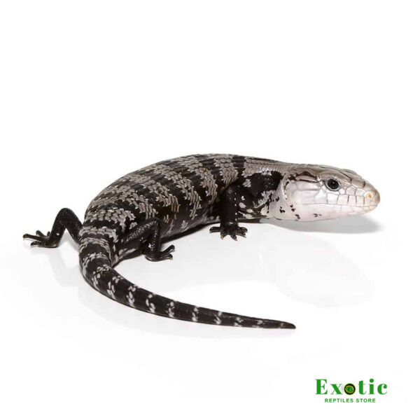 Axanthic Halmahera Blue Tongue Skink for sale