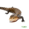 Biak Blue Tongue Skink for sale