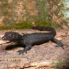Baby Black Dragon Monitor for sale