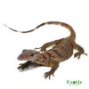 Black Roughneck Monitor for sale