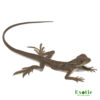 Blotched Black Sailfin Dragon for sale