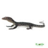 Blue Tail Monitor for sale