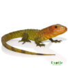 Baby Caiman Lizard for sale