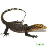 Baby Cumming’s Water Monitor for sale