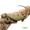 Keylime Monkey Tail Skink for sale