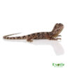 Baby Frilled Dragon for sale