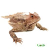 Giant Mexican Horn Lizard for sale
