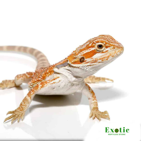 WE HAVE HYPO ZERO BEARDED DRAGON FOR SALE.