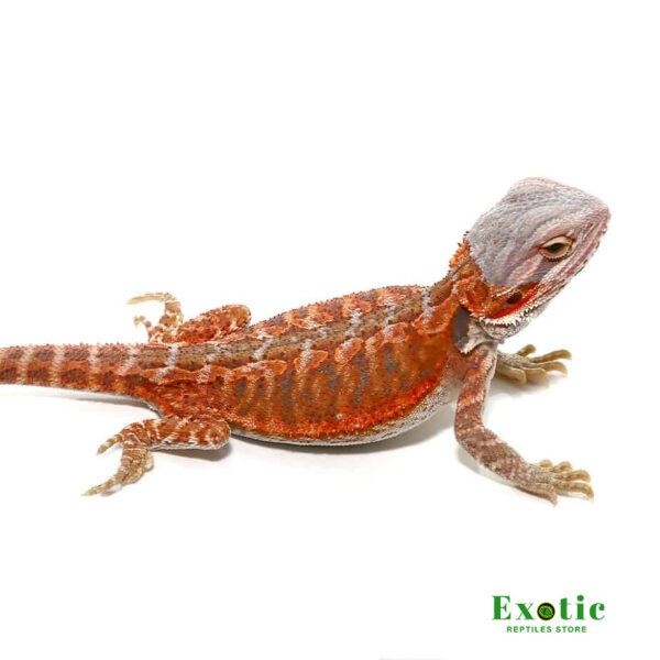 Hypo Flame Bearded Dragon for sale