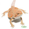 Hypo Summer Stripe Bearded Dragon for sale