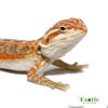 Hypo Sunrise Leatherback Dunner Bearded Dragon for sale