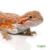 Hypo Tangerine Dream Bearded Dragon for sale