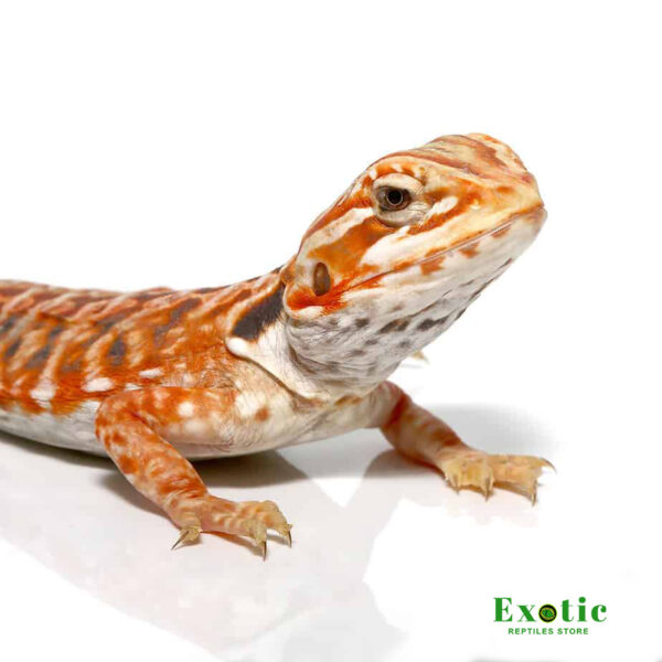 Inferno Sunset Silky Bearded Dragon for sale