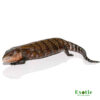 Kei Island Blue Tongue Skink for sale