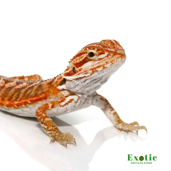 Lava Flame Bearded Dragon for sale