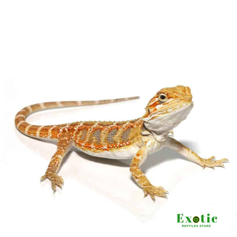 Lemon Drop Blue Bar Bearded Dragon - Exotic Reptiles Store