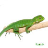Lesser Antillean Iguana for sale