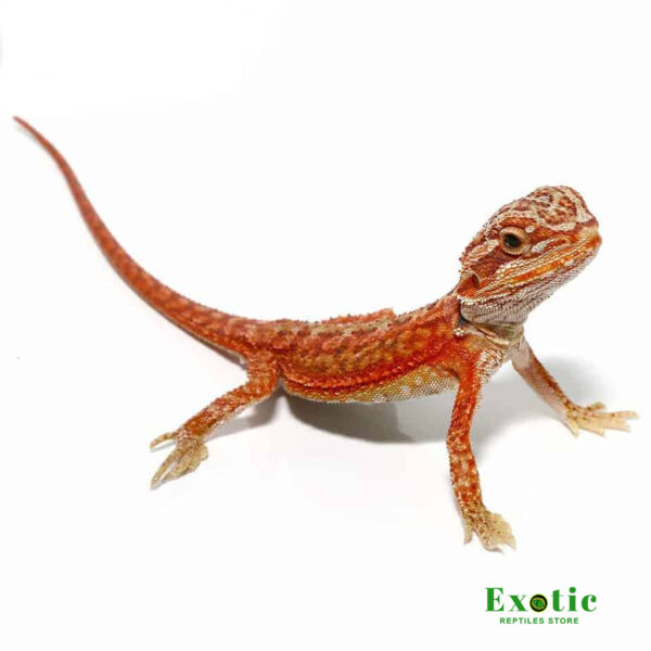Magma Hypo Translucent Dunner Bearded Dragon for sale