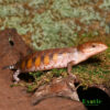 Northern Blue Tongue Skink for sale