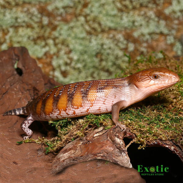 Northern Blue Tongue Skink for sale