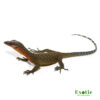 Peach Throat Monitor for sale