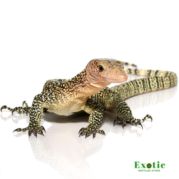 Baby Rennell Island Mangrove Monitor for sale