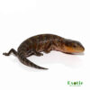 Tanimbar Blue Tongue Skink for sale