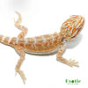 Terracotta Striped Bearded Dragon for sale