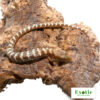 Texas Alligator Lizard for sale