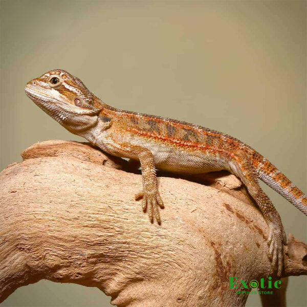 Toasted Chestnut Bearded Dragon for sale