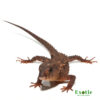 White Eyed Crocodile Skink for sale