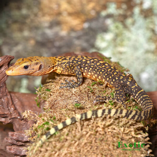 Yellow Quince Monitor for sale