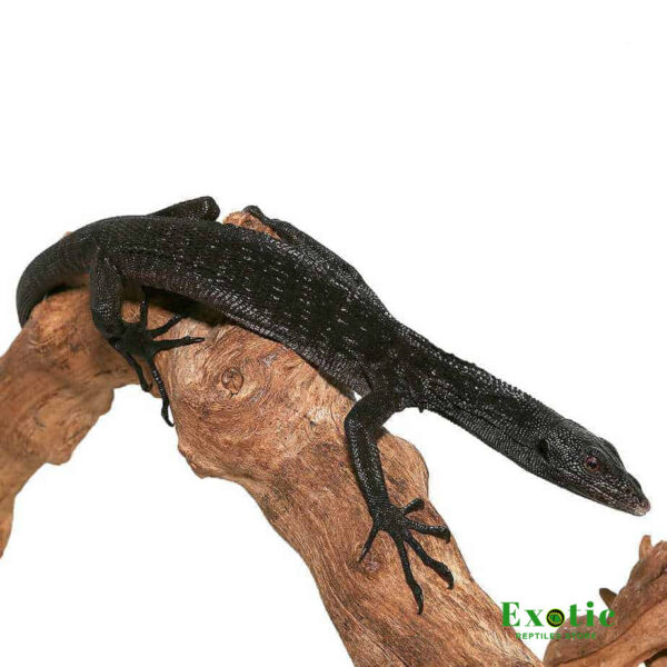 Black Tree Monitor for sale