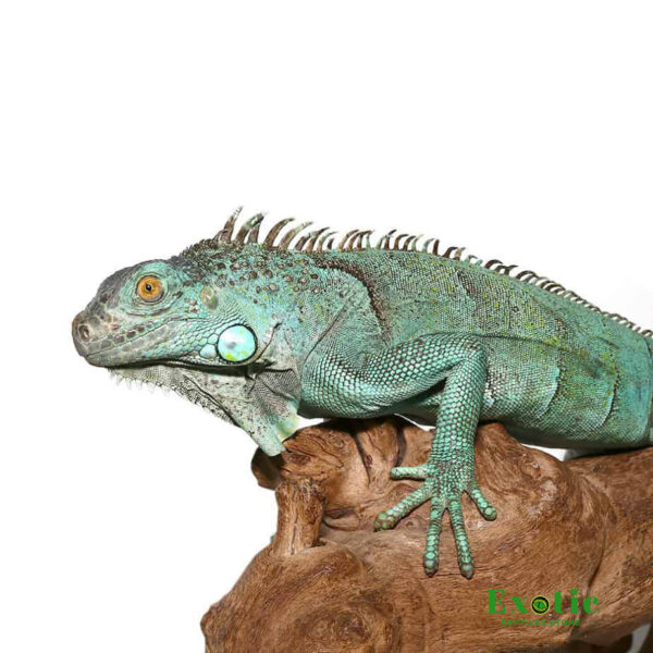 Blue Axanthic Iguana 2 – 3 Foot for sale