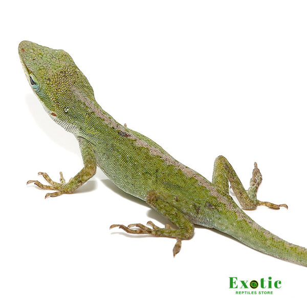 Blue Striped Green Anole for sale