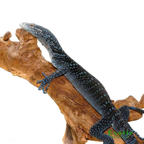 Blue tree monitor for sale