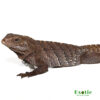 Cayman Brac Iguana for sale