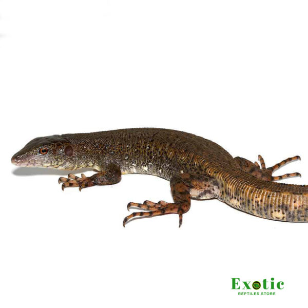 Crocodile Tegu (Pair) for sale