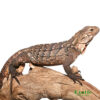 Cuban Rock Iguana Hybrid for sale