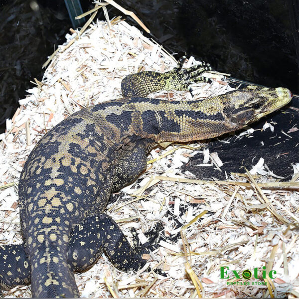 Cumming Water Monitor for sale