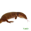 Dumeril’s Monitor for sale