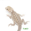 Eastern Bearded Dragon Hybrid for sale