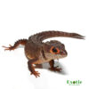Fishtail Red Eye Crocodile Skink for sale