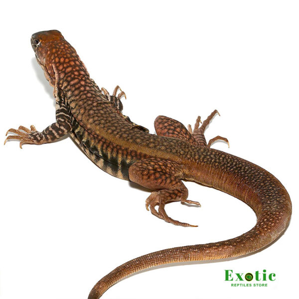 Giant Butterfly Agama for sale